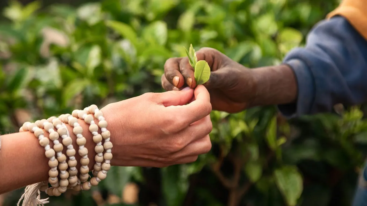 Ethical Sourcing