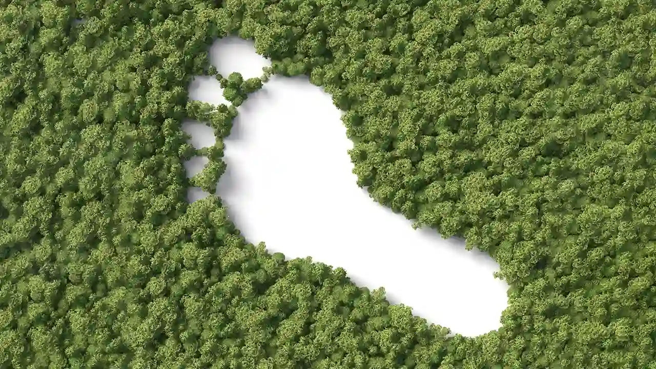 Carbon Sinks, Carbon Footprint